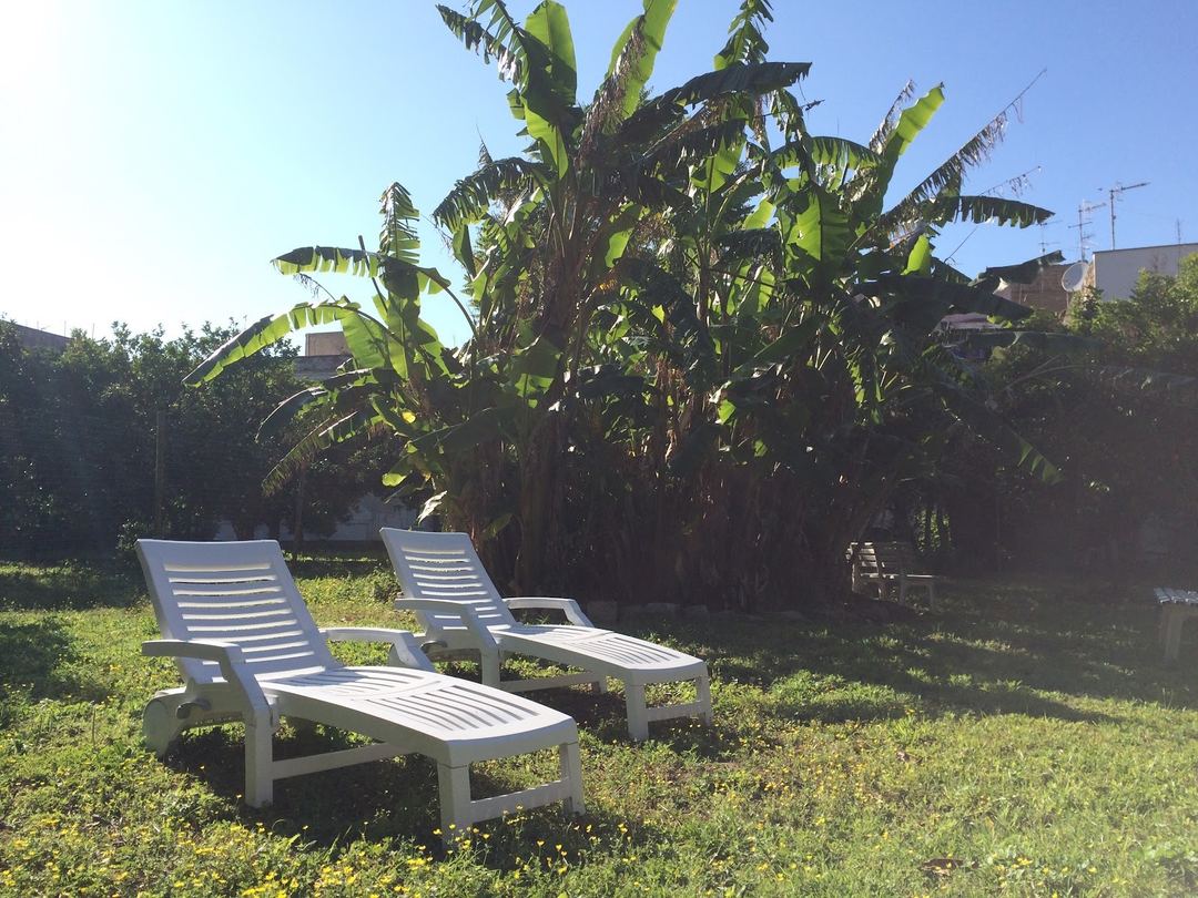 Two white lounge chairs positioned on a sunny lawn with a tall banana plant and surrounding greenery in the garden area.